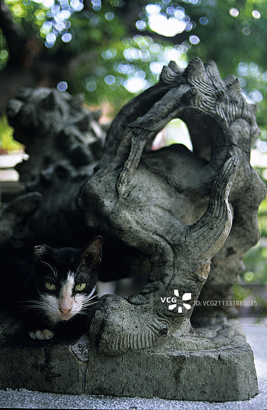 猫躺在一个雕像附近的泰国曼谷图片素材
