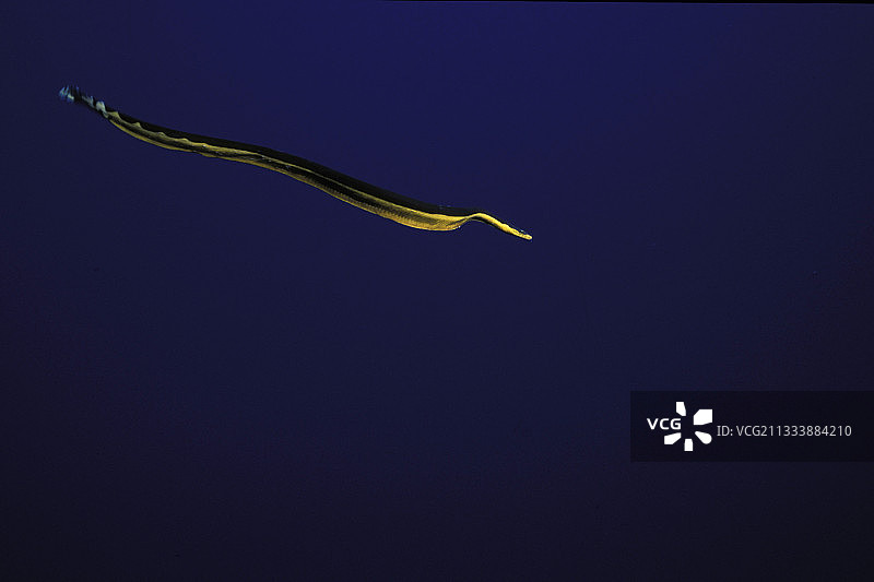 法属波利尼西亚土阿莫图海蛇图片素材
