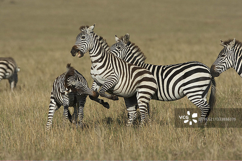 格兰特斑马在肯尼亚马赛马拉大草原上战斗图片素材