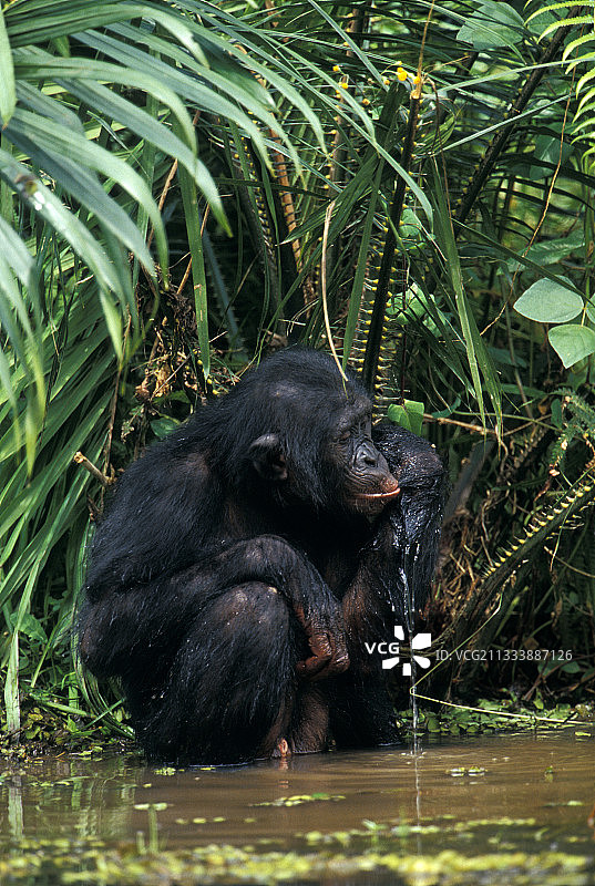 倭黑猩猩喝水从他的手臂流出刚果图片素材