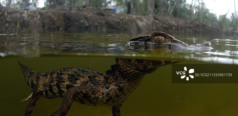年轻的黑色凯门鳄游泳在黑人巴西亚马逊图片素材