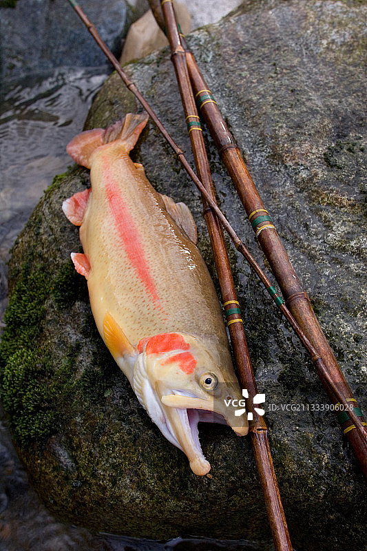 黄色品种法国公虹鳟鱼图片素材