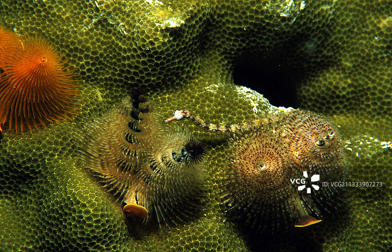 法属波利尼西亚土阿莫图的Rangiroa环礁网尖嘴鱼图片素材