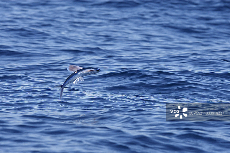 直布罗陀海峡的热带双翼飞鱼图片素材