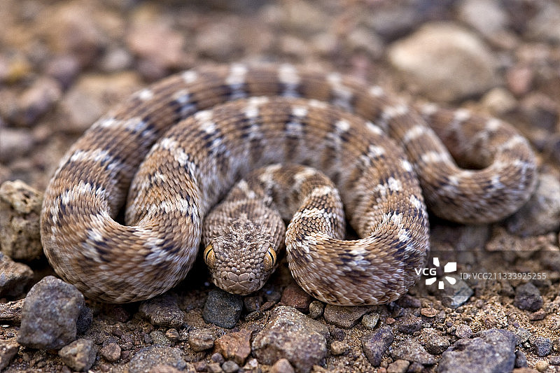 年轻的毒蛇在肯尼亚巴林戈湖图片素材