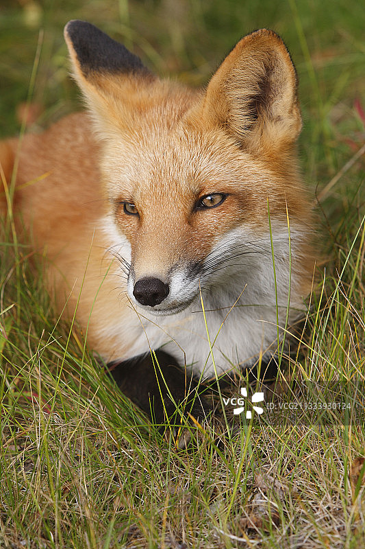 一只年轻的红狐狸的肖像图片素材