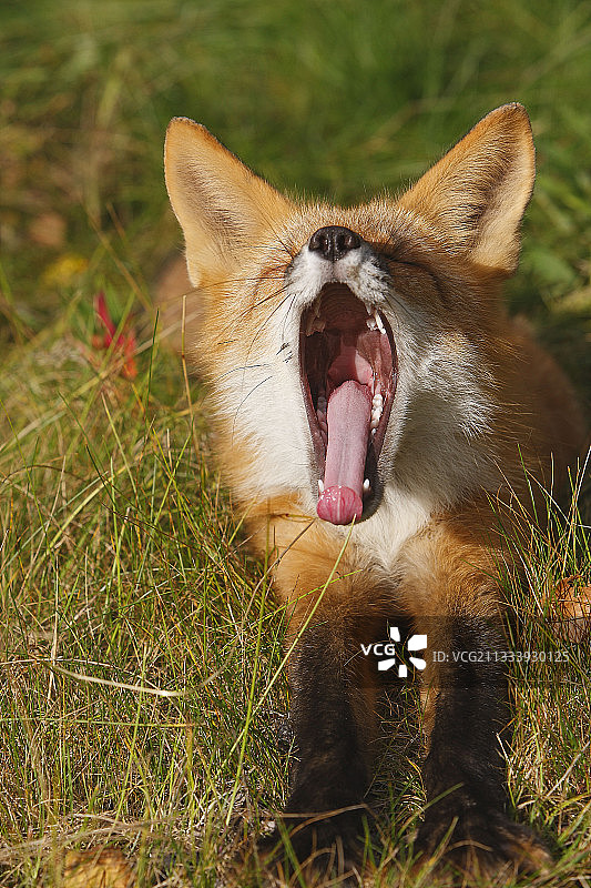 一个年轻的红狐打哈欠的肖像图片素材