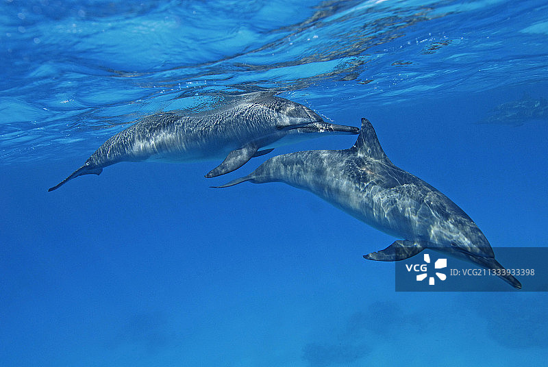 飞旋海豚拍摄埃及红海图片素材