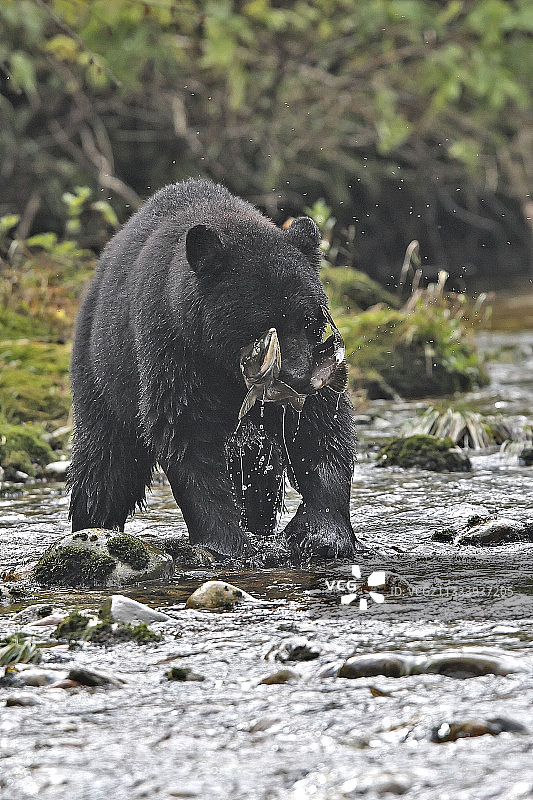黑熊在加拿大的一条河里钓粉红色的鲑鱼图片素材