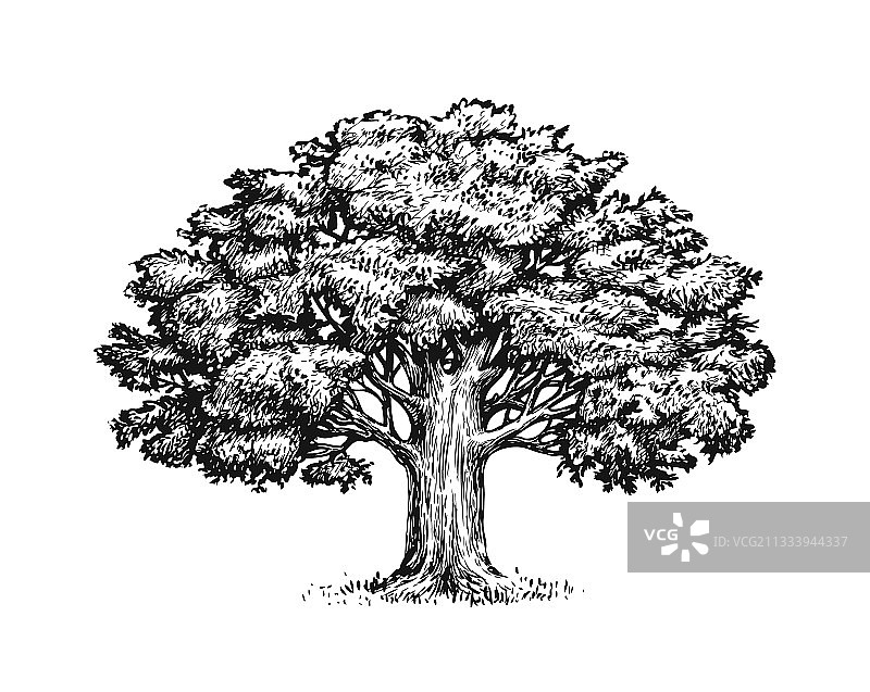 一棵橡树，叶子孤立在白色背景上图片素材
