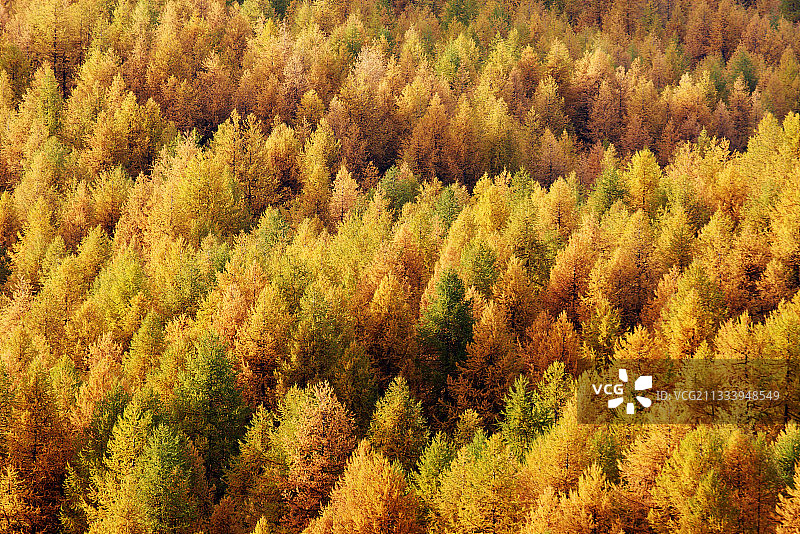 欧洲乌贝耶秋天的落叶松森林图片素材