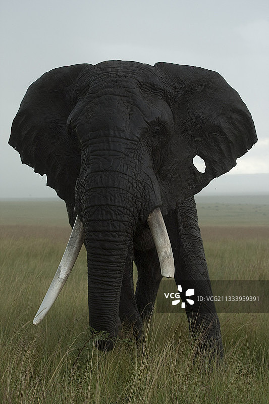 雨中的非洲象肯尼亚马赛马拉保护区图片素材