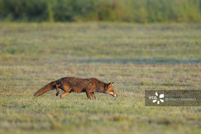 红狐在法国孚日的干草中狩猎图片素材