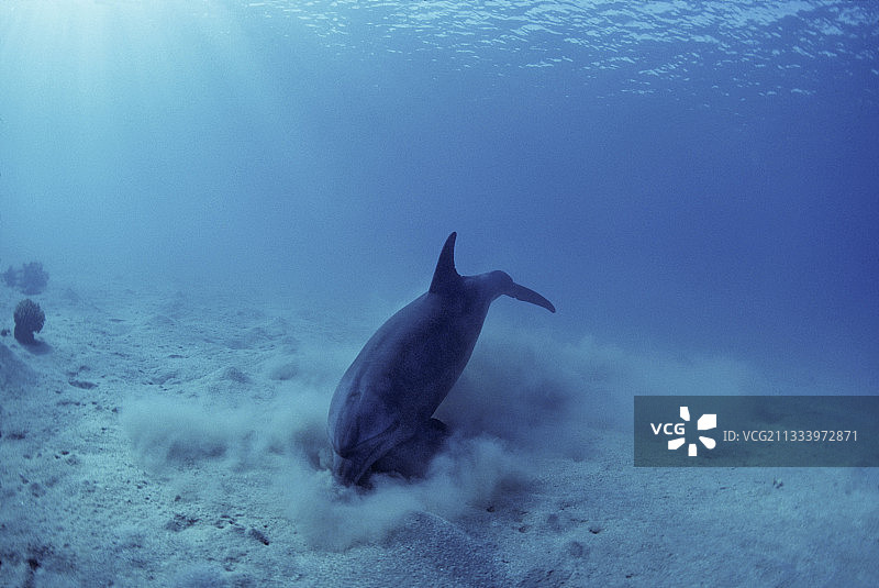 宽吻海豚在红海的沙底进食图片素材