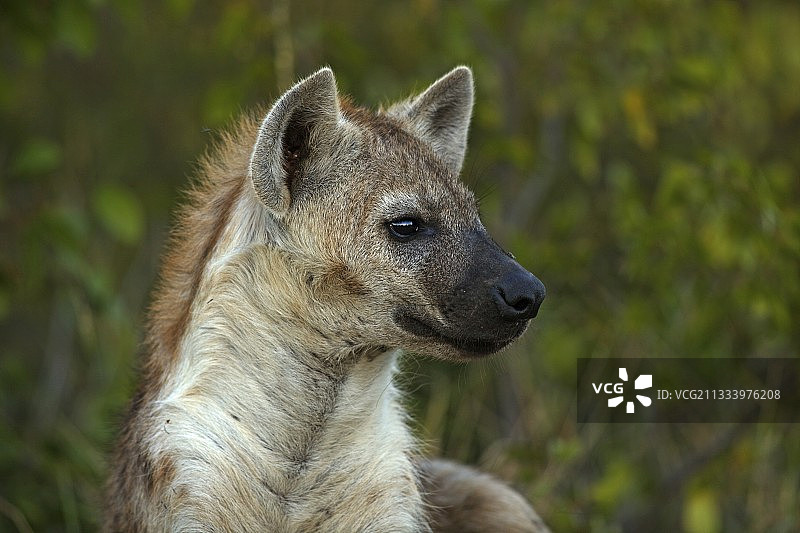 南非克鲁格国家公园斑点鬣狗的肖像图片素材