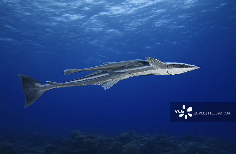 在波利尼西亚土阿莫土暗礁上游动的吸鲨图片素材