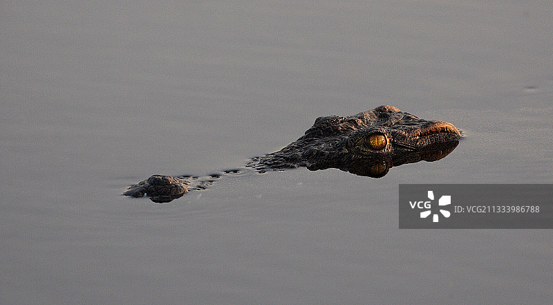 尼罗河鳄鱼表面饶岛奥卡万戈博茨瓦纳图片素材