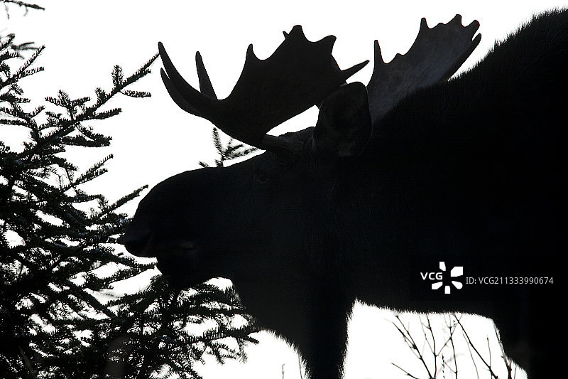 加拿大魁北克省的公驼鹿正在森林里觅食图片素材