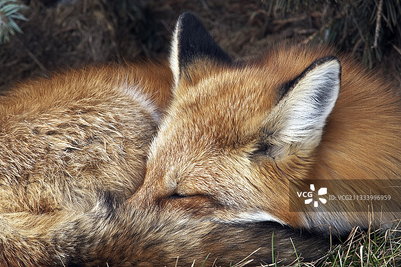 红狐躺在草地上休息加拿大图片素材