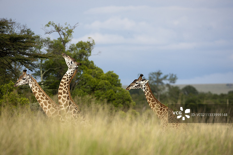 在肯尼亚马赛马拉，雄性长颈鹿在战斗图片素材