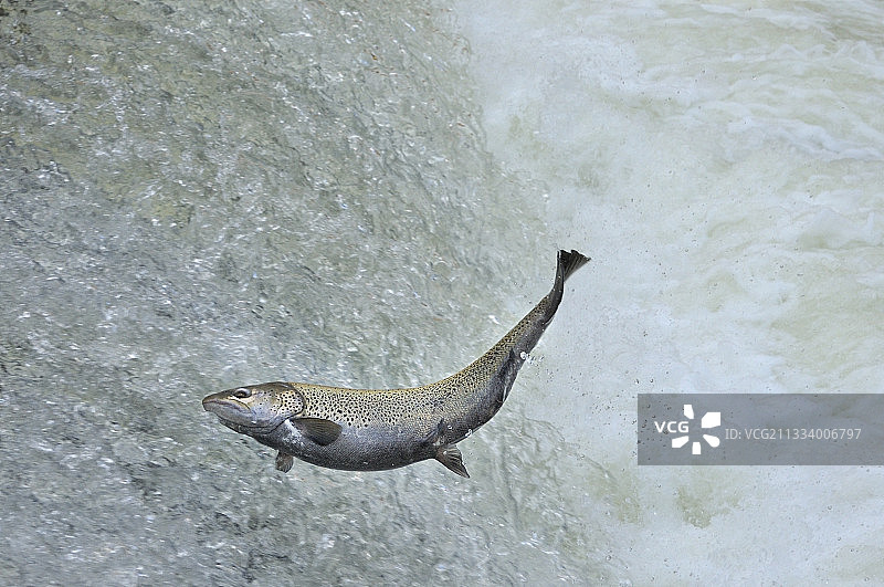 穿越瑞士瀑布的鳟鱼湖图片素材