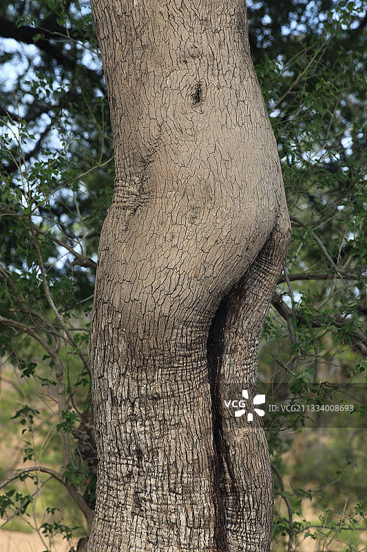 树状的后肢RSA图片素材