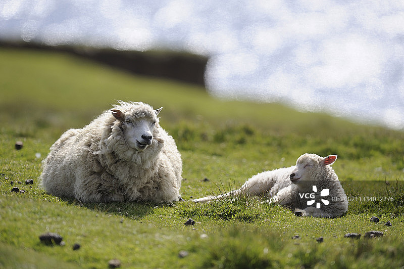 在Hermaness NR Scotland岛上休息的绵羊图片素材