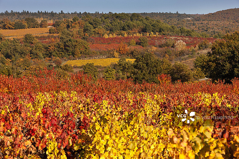 秋天，法国普罗旺斯的葡萄园和樱桃树图片素材