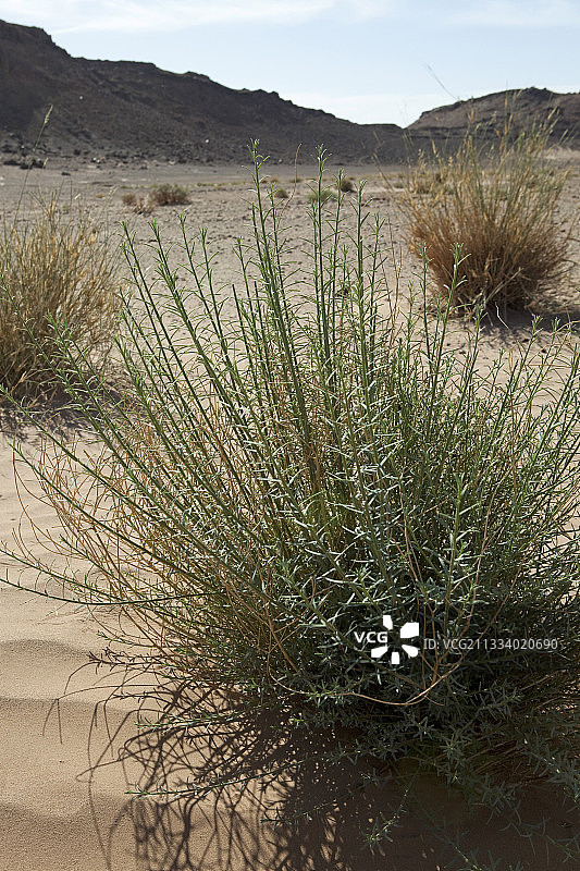 摩洛哥德拉谷的沙漠植物图片素材