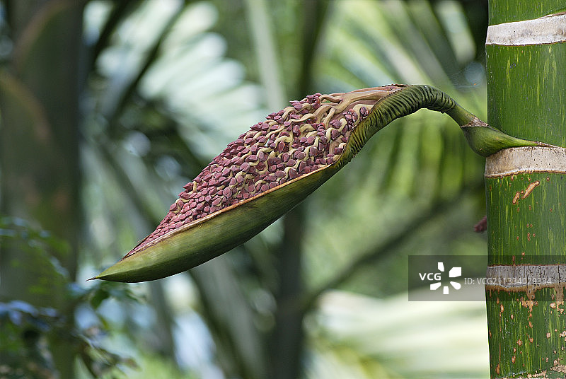 新喀里多尼亚棕榈的年轻的花序图片素材