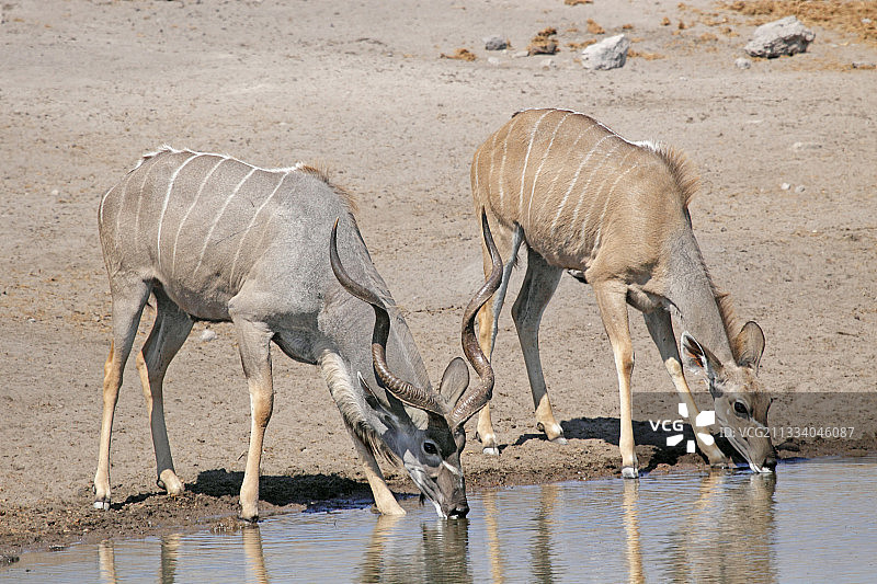 一对大羚羊在纳米比亚的一个水乡喝酒图片素材