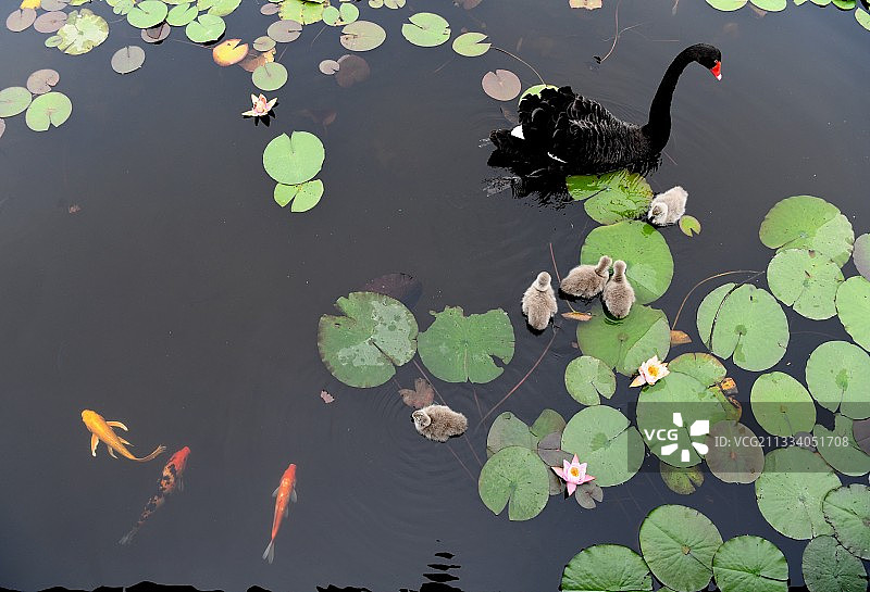 山东枣庄微山湖湿地公园内自在游弋的黑天鹅图片素材