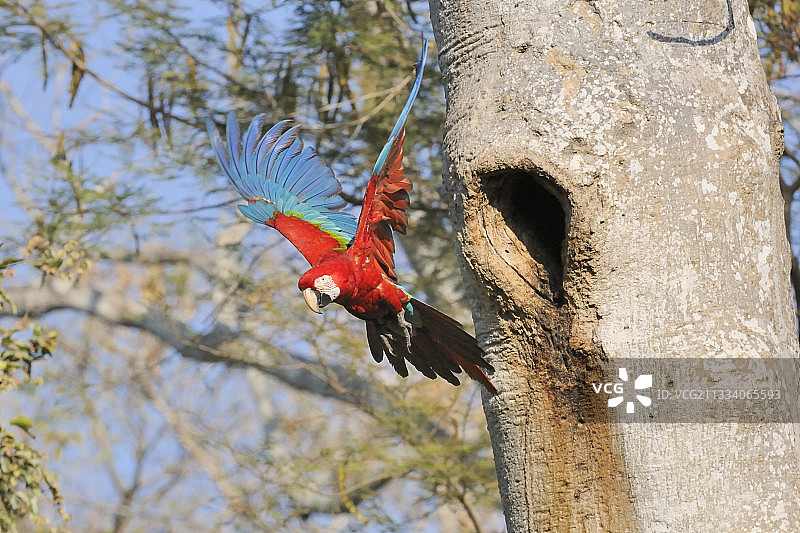 红绿金刚鹦鹉从巴西潘塔纳尔的巢里出来图片素材