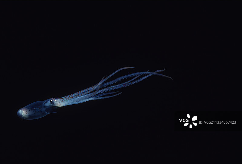 晚上在红海开阔水域游泳的章鱼图片素材