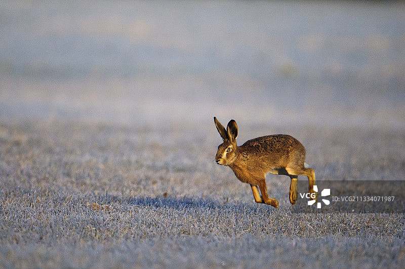 在巴伐利亚一处结霜草地上奔跑的欧洲野兔图片素材