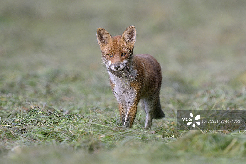 红狐和它的猎物行走在法国孚日的干草上图片素材