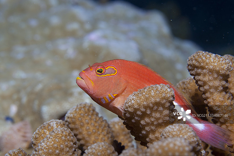 阿图阿莫图鹿角珊瑚上的弧眼鹰鱼图片素材