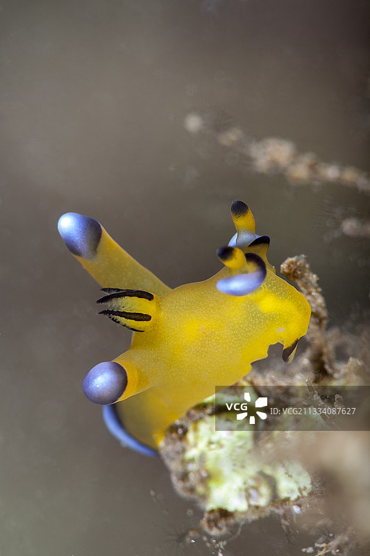 法属波利尼西亚大溪地礁上的裸鳃鱼图片素材