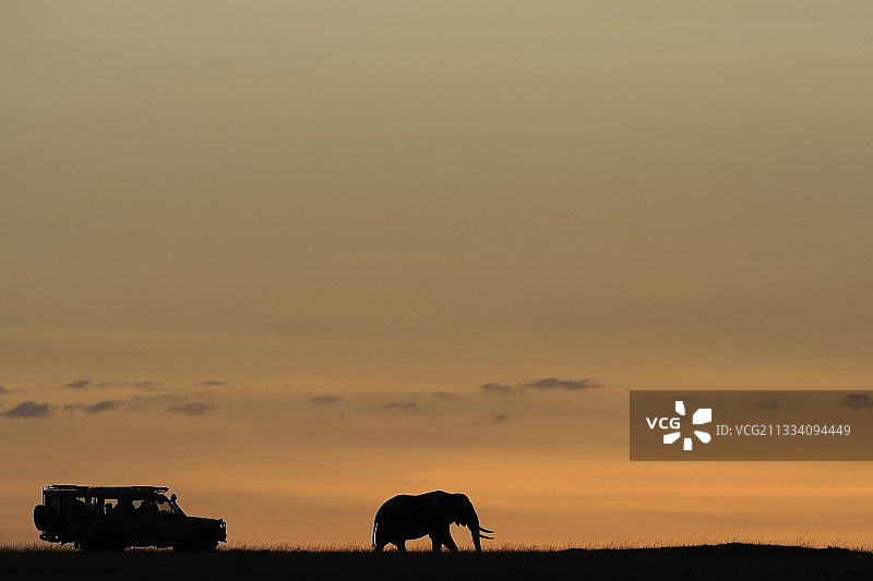 车辆的视觉和非洲象在拂晓的肯尼亚马赛马拉图片素材