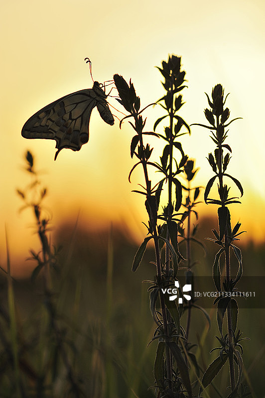 黎明时分的燕尾蝶在法国的红巴提斯图片素材