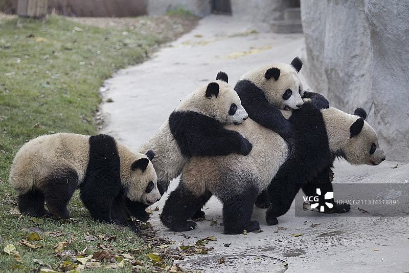 熊猫幼崽年龄:1岁半图片素材