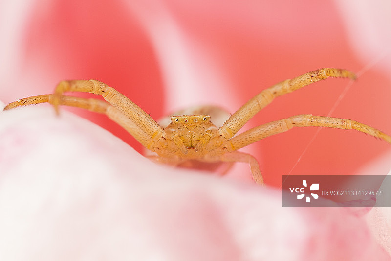 黄花蜘蛛潜伏在玫瑰-法国普罗旺斯图片素材
