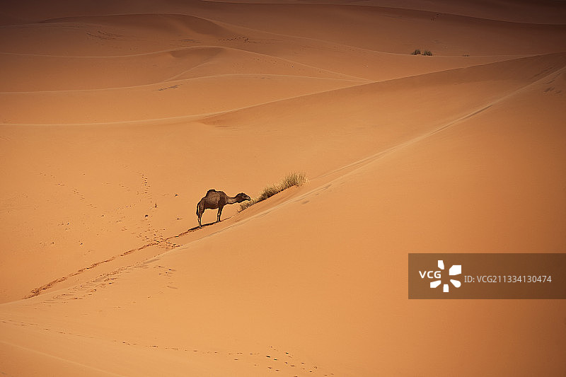在沙丘中进食的单峰驼-摩洛哥图片素材