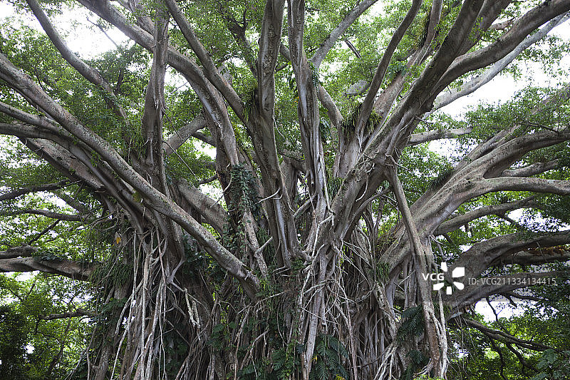 印度榕树-塔纳岛瓦努阿图图片素材