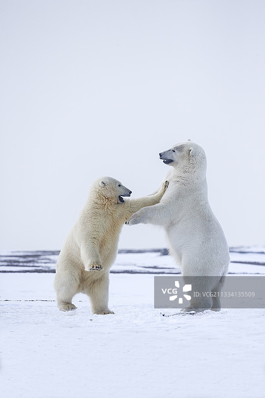 北极熊幼崽在阿拉斯加的雪-巴特岛玩耍图片素材