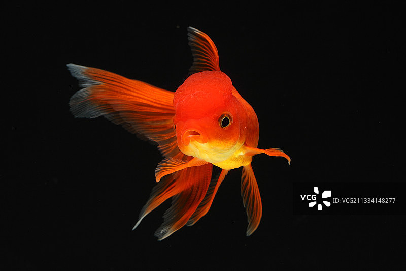 金鱼“红色奥兰达”在黑色的背景图片素材
