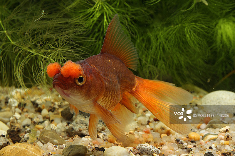 水族馆里的金鱼“Pompon”或Hana Fusa图片素材