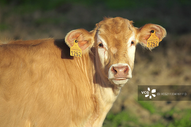 金发的阿基坦小牛的肖像在春天的草地上图片素材
