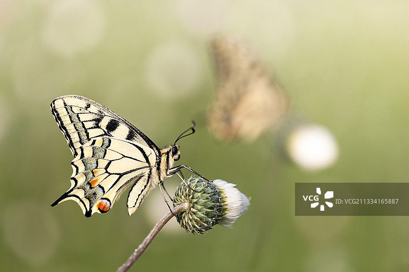 东半球燕尾蝶在灌木丛中的花-法国图片素材