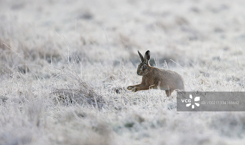 冬天，棕色的野兔在冰冻的草地上奔跑图片素材
